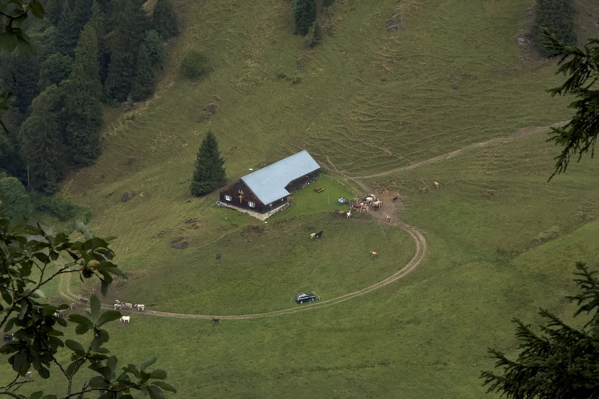 A timber alp hut on a mountain pasture seen from above, cattle gathered on the track looping around it