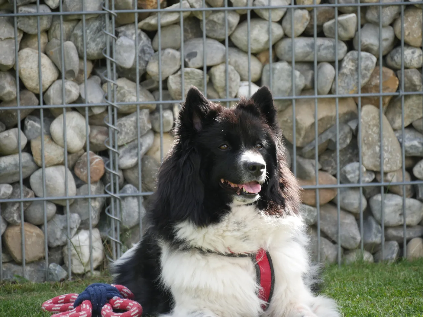 Krümel sitting in the garden with his rope toy