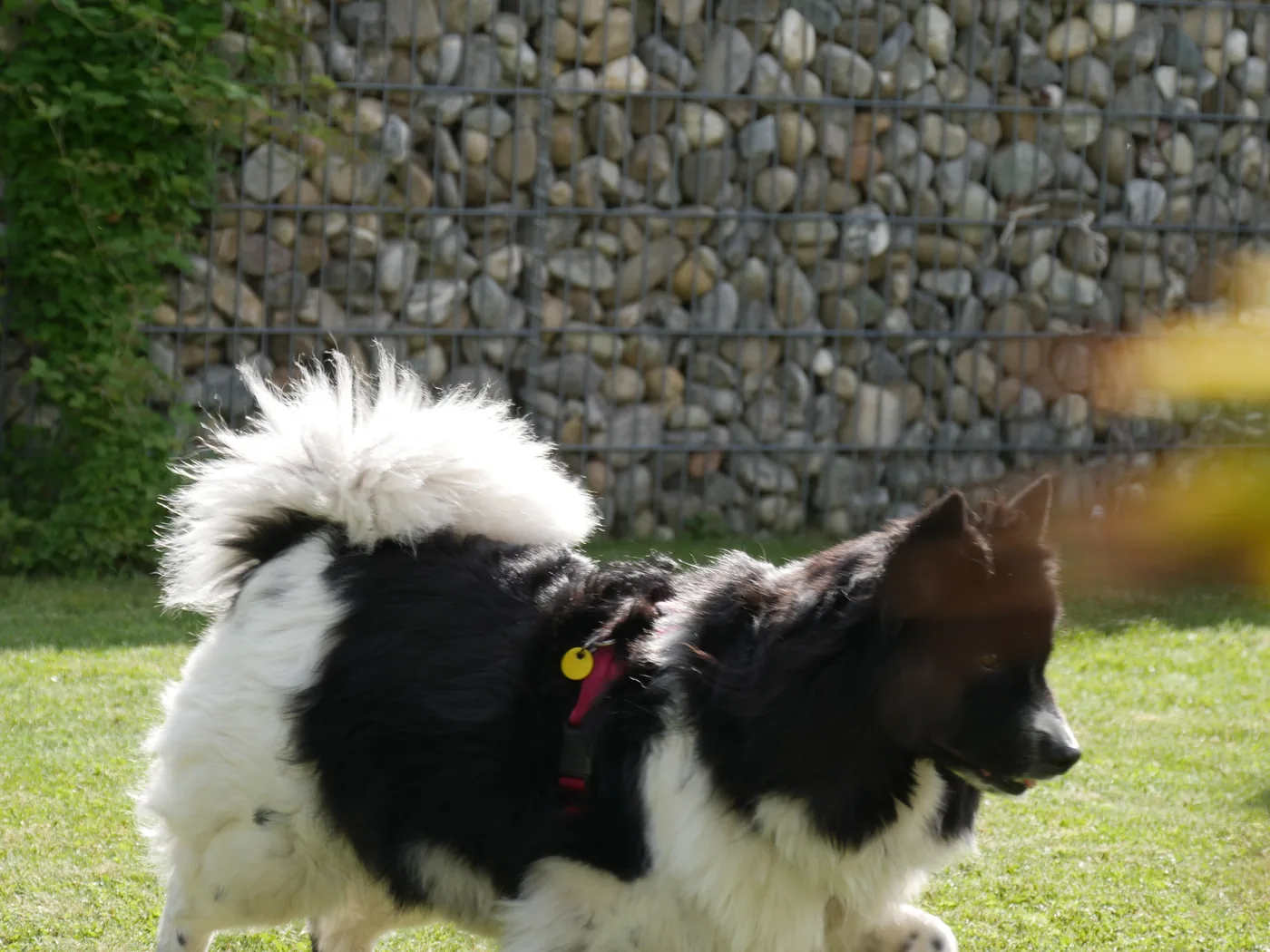 Krümel trotting across the lawn