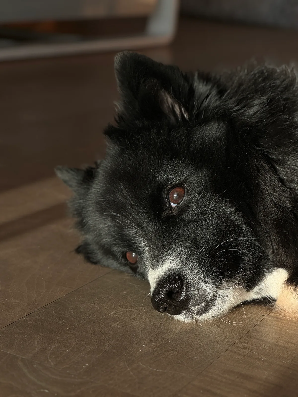 Krümel resting his head on the floor